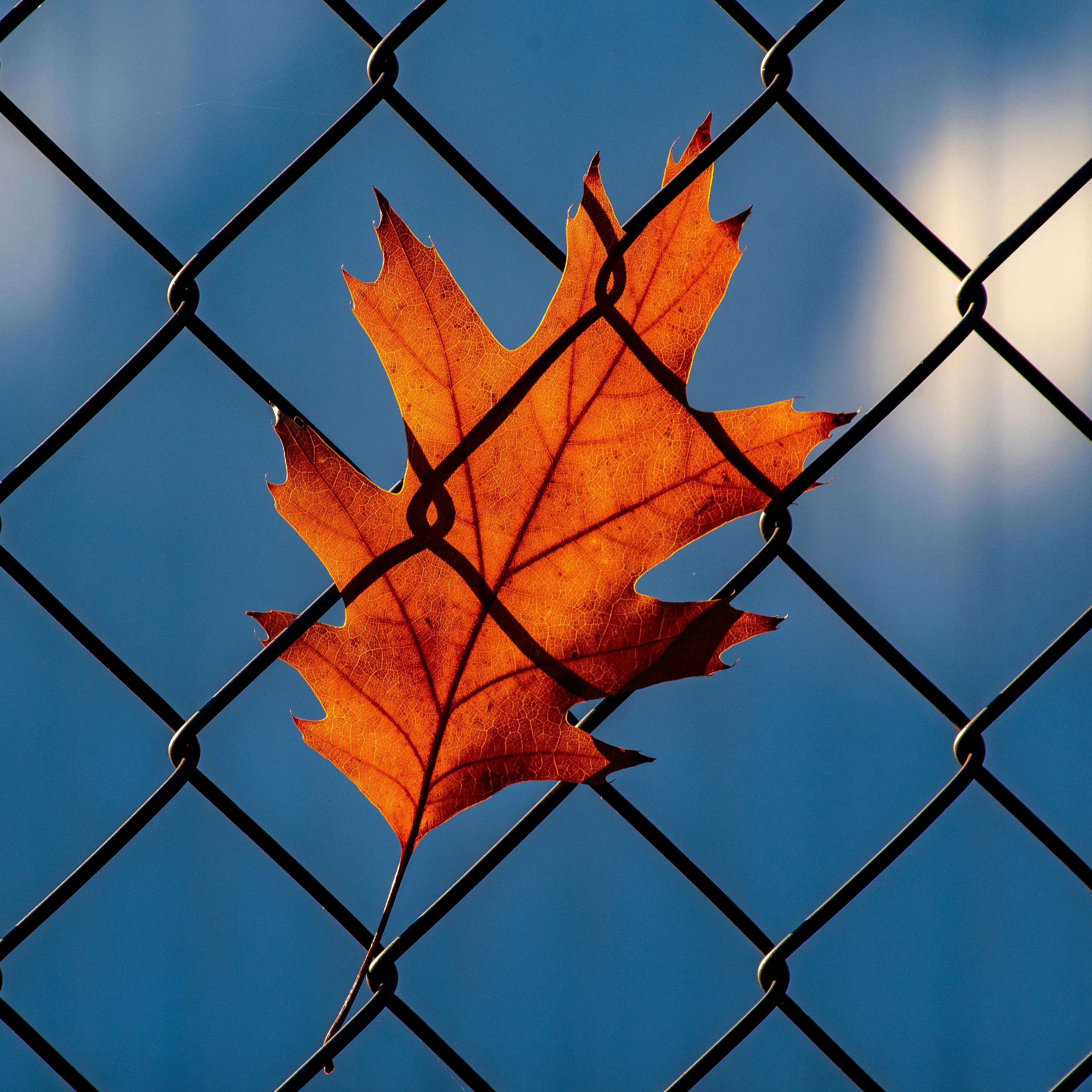 Quelle clôture choisir – une feuille d’automne collée contre un grillage